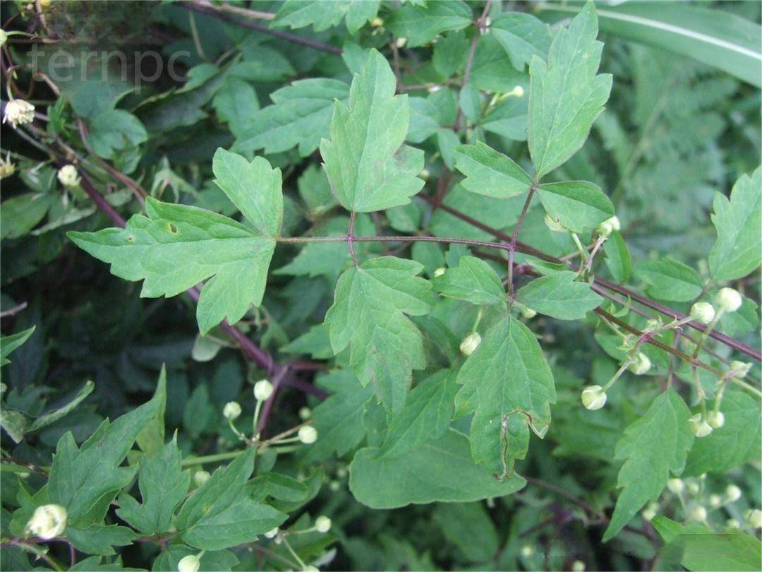 被当作野菜的药用植物——短尾铁线莲_价值_柔毛_繁殖