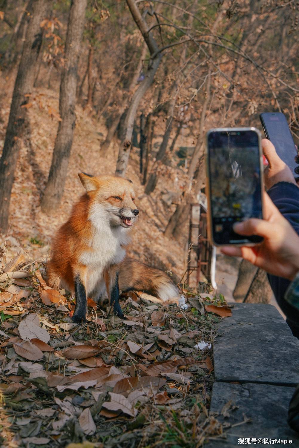 北京千年古寺,深冬祈福,巧遇狐仙_潭柘寺_狐狸_银杏
