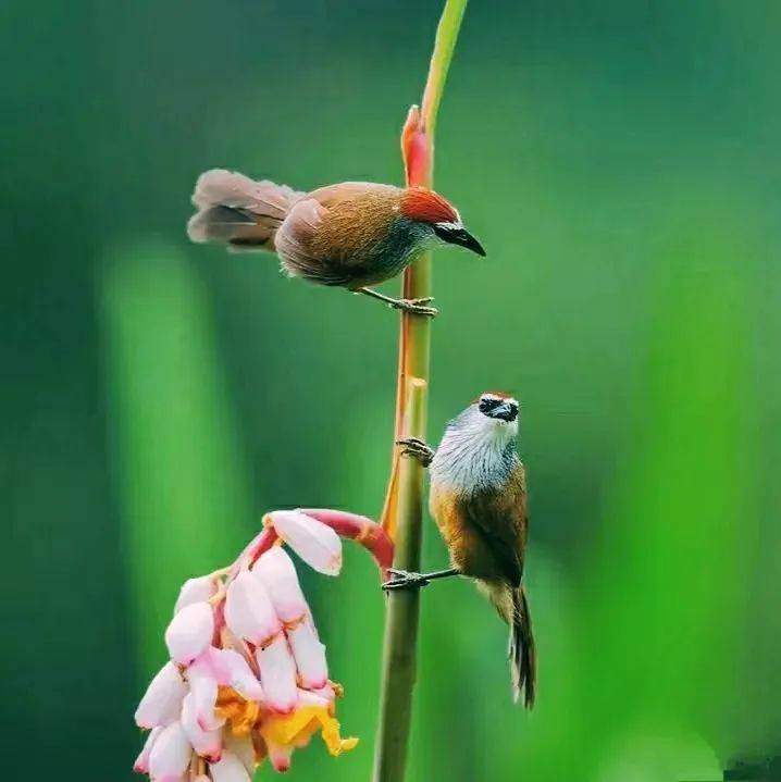 沧海一粟等16人:百鸟争鸣·同题微诗《红顶鹛》心香文艺_天籁_创作