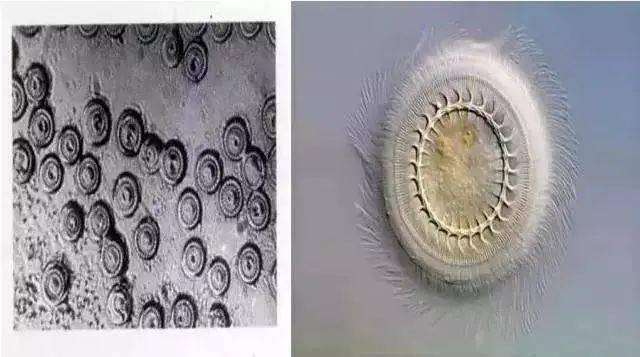 碘孢子虫13.粘孢子虫14.指环虫病15.钩介幼虫16.血居吸虫17.三代虫18.