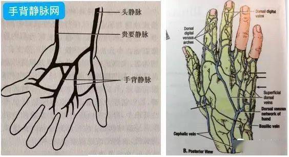 手背结构图与名称图片图片