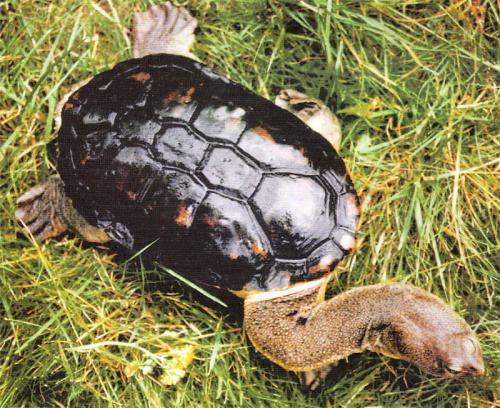 今天就给大家介绍一种不一样的乌龟——巨蛇颈龟.