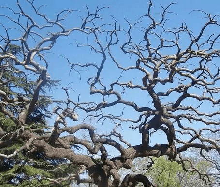 龙枣树枝干图片