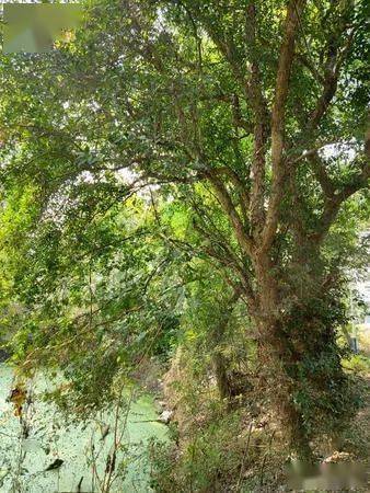 67云梦:柞木树,难得一见