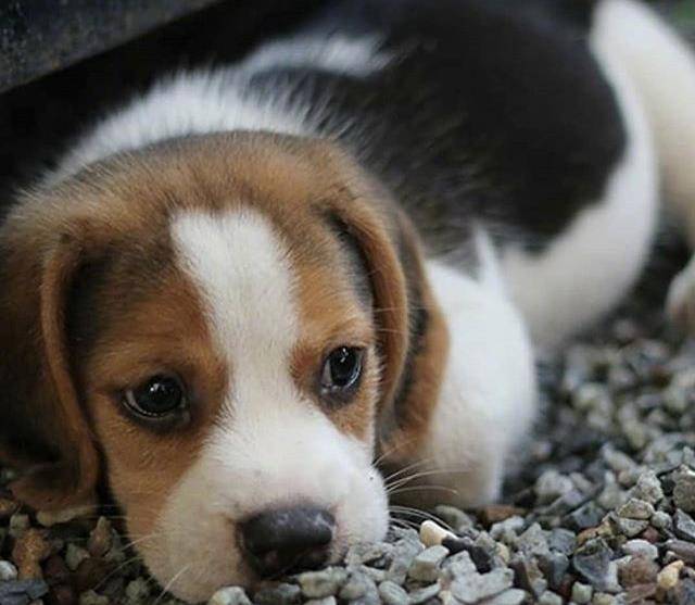 感受一下这只大耳朵和萌萌的外表小恶魔狗砸吧!_样子