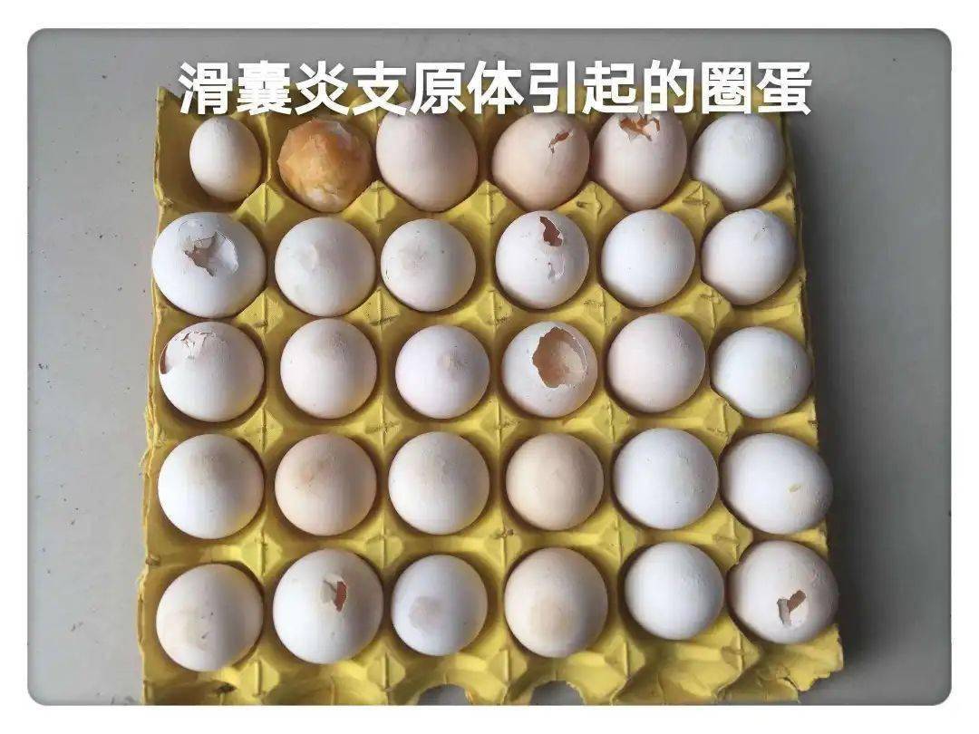 开产蛋鸡生殖性滑液囊引起的破壳蛋,沙壳蛋,太阳蛋,4天全部彻底治愈