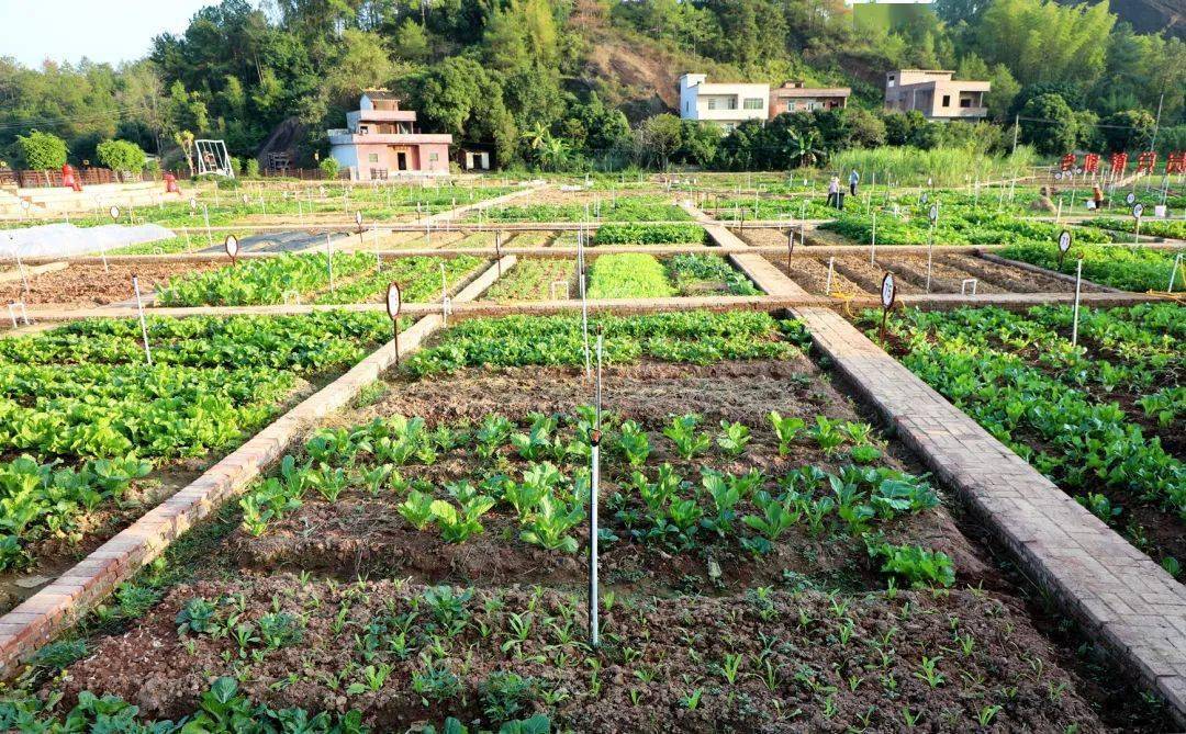 龙川县板塘村撂荒地变"共享菜园"!