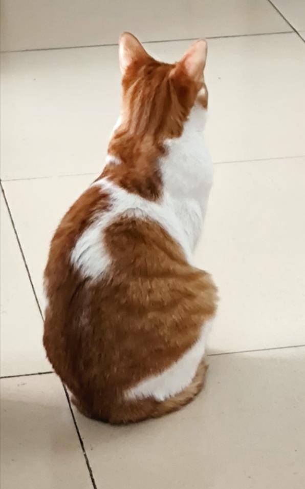可以通过这4个点给猫咪做个简单的健康检查_眼睛_分泌物_耳朵