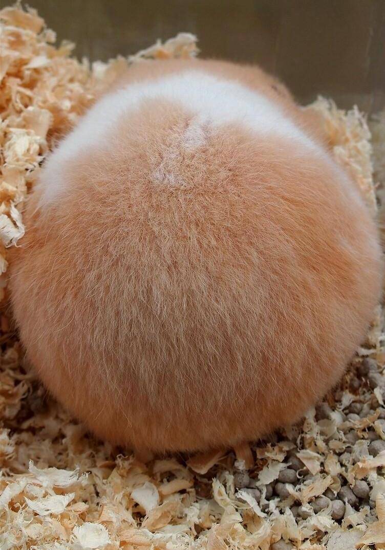 宠物医生,金丝熊掉毛了一块一块的掉毛,怎么办?_脱毛_情况_问题