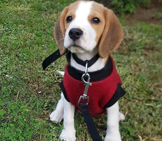 感受一下这只大耳朵和萌萌的外表小恶魔狗砸吧!_样子