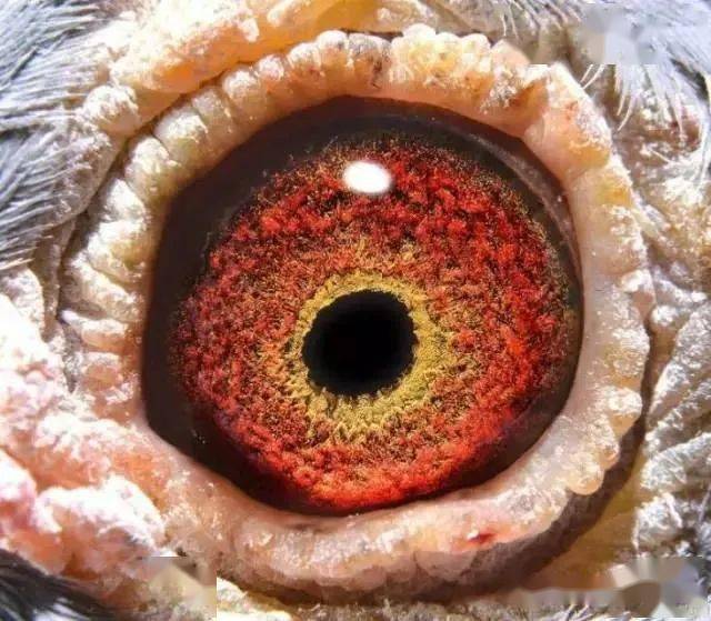 内线口-有眼有图_育种_种鸽_竞翔