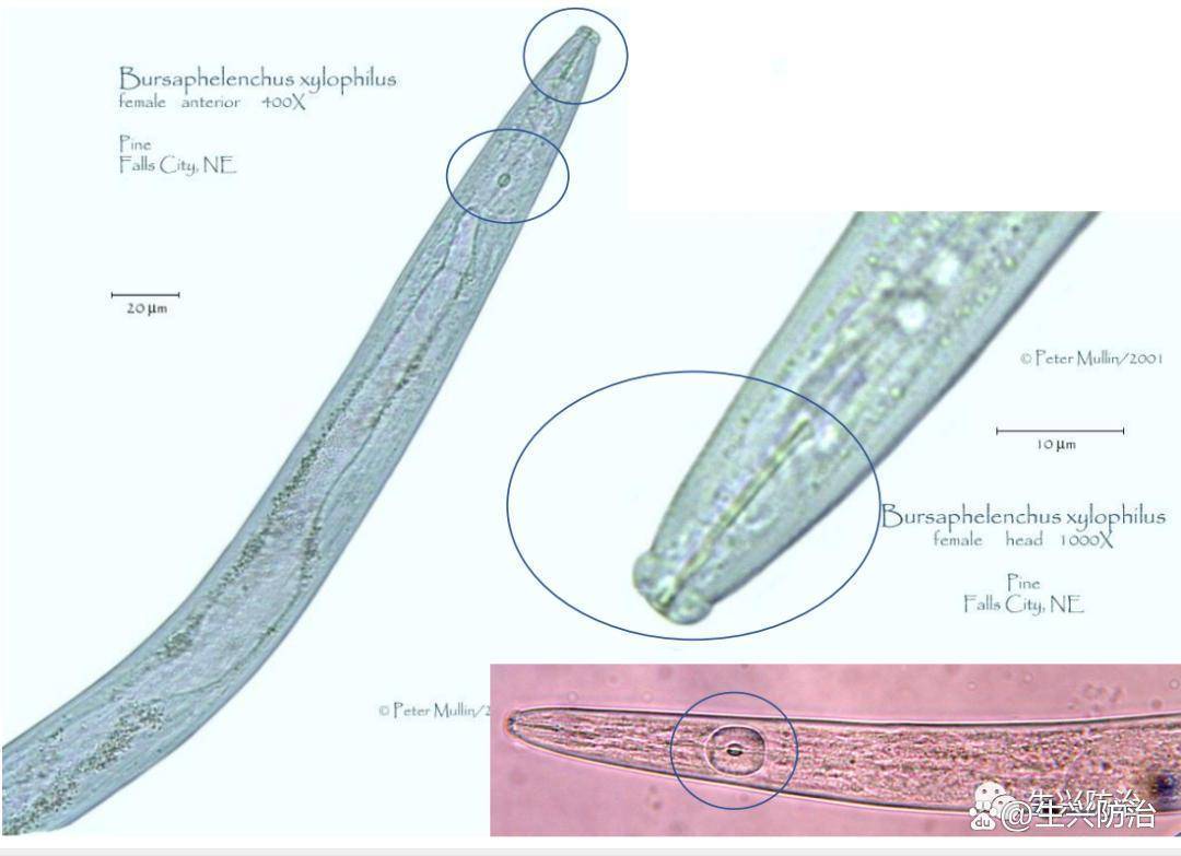 秀丽线虫C.elegans_哔哩哔哩_bilibili