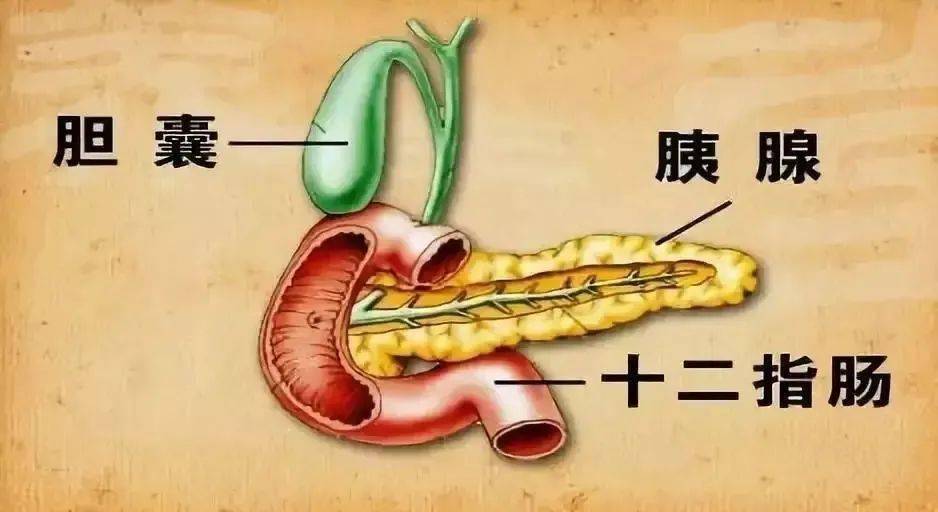 胰腺示意图急性胰腺炎发作有什么表现?