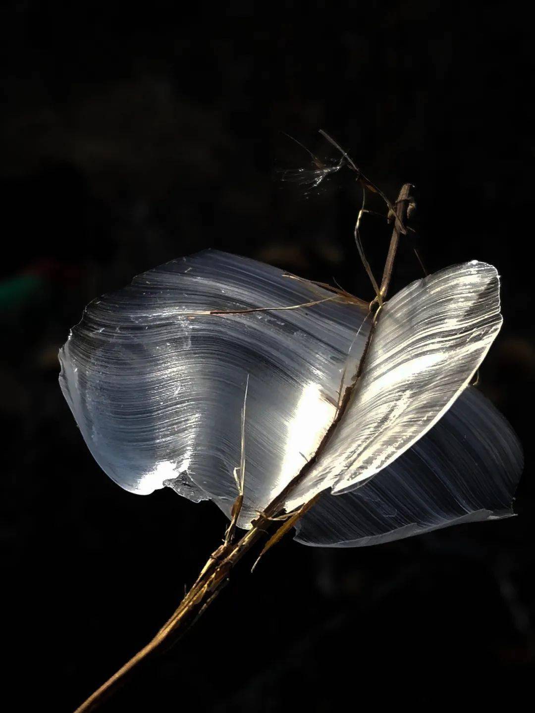 侯马斗龙沟"冰蝴蝶"又飞来了_白色_冰片_问题