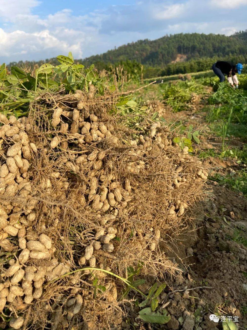 辛巴深度聚焦直播电商专业人才培养,连平花生丰收成山,滞销难题愁坏