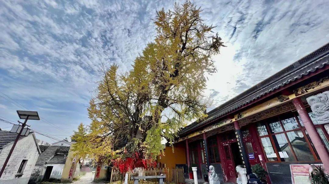 "江南第一古村"-华山村_镇江市_银杏树_江苏省