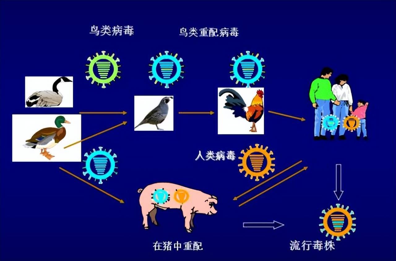 甲型流感病毒是人畜共患的疾病,人流感和禽流感可能同时感染猪,猪就