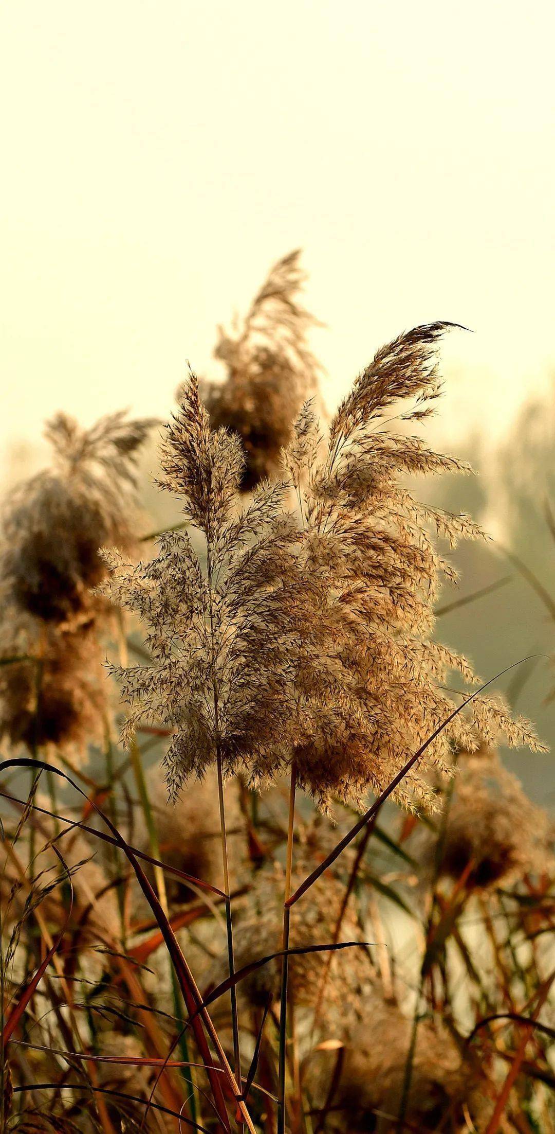 壁纸级城市美景|七里河芦荻花_arundo_donax_芦苇