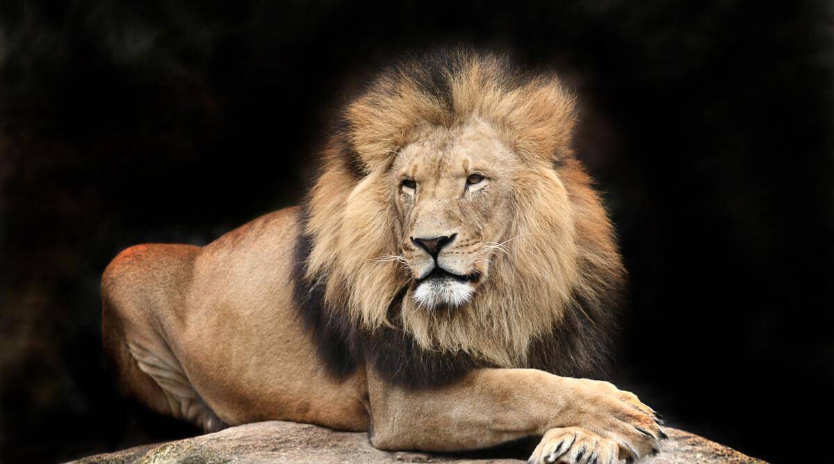 狮子是犬科动物？明明是正宗猫科，为何狮子被开除“猫籍”？_搜狐网