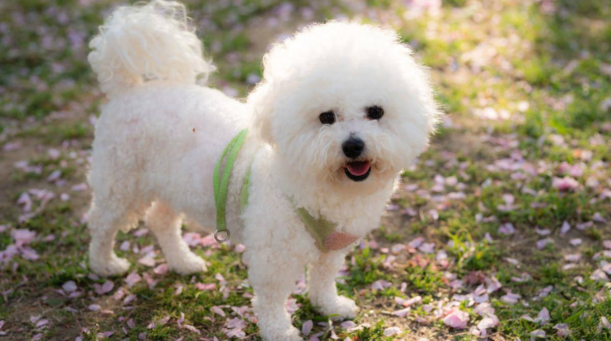 这些卷毛狗品种太漂亮了，怪不得养的人多，看了想养_搜狐网