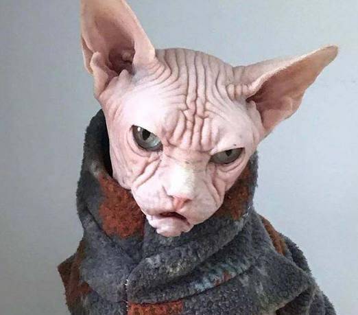 这只无毛猫浑身散发出猫界黑社会大佬的气场,这霸气的眼神谁敢惹_造型