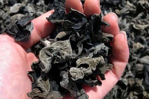 人造木耳(人造木耳有营养吗) - 0415花卉网