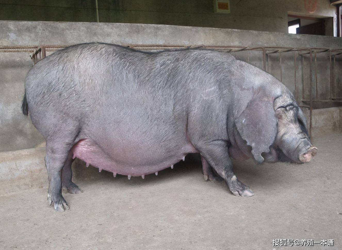 母猪怀孕100天图片图片