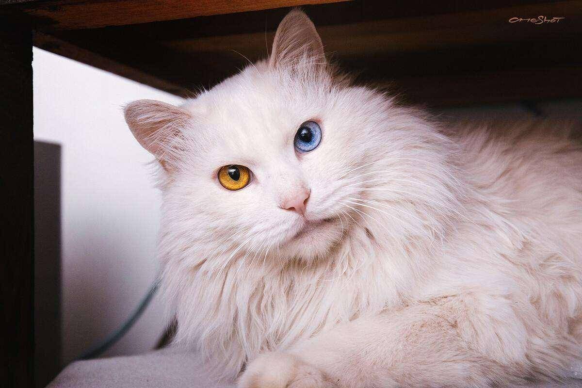 纯白的猫占大概5%左右,其中15%~40%是异瞳,大概在100只蓝眼白猫中有60