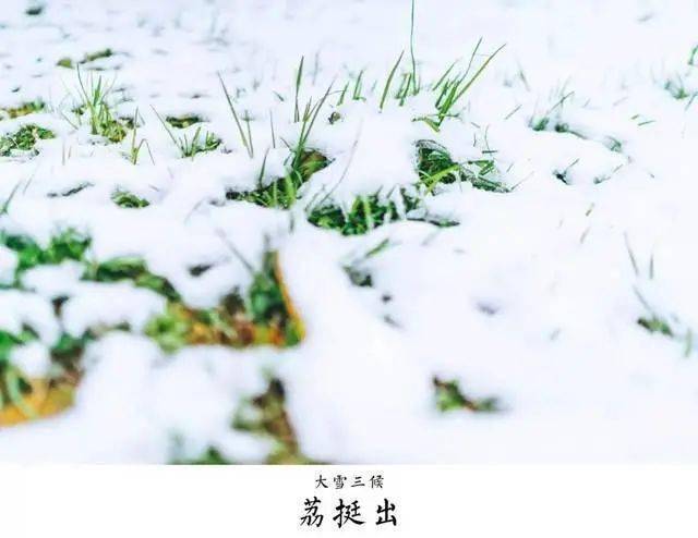 【气候地理】大雪已至,白雪缺嫌春色晚,故穿庭树作