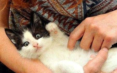 母猫发春是不是不能手术_主人_猫咪_宠物