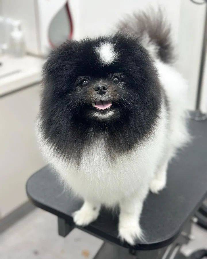 但他家的却是黑白色或者黄色的一般的博美都是纯白色一位网友家养了