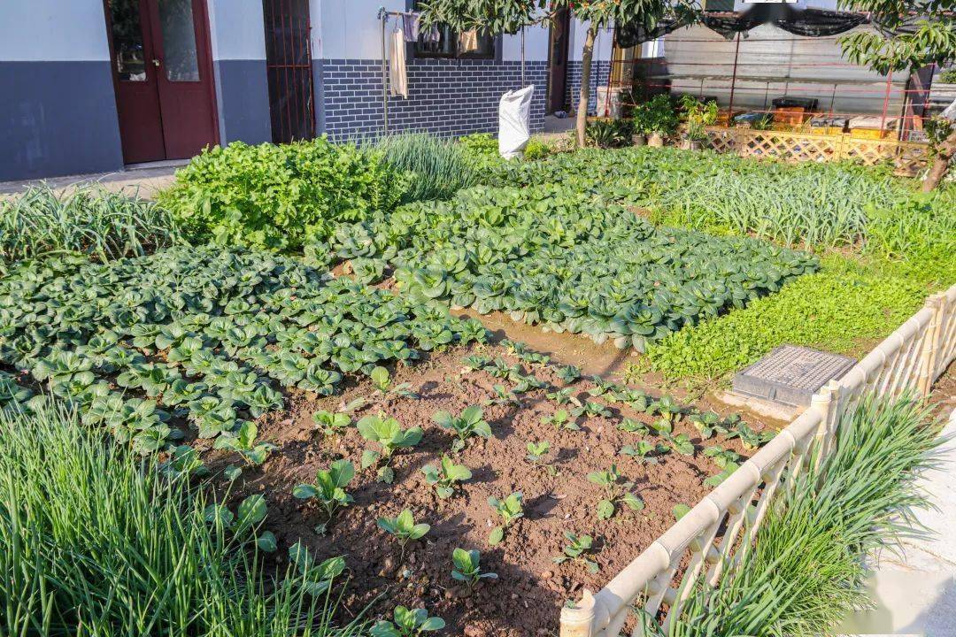 "微"改造后,更方便!_菜园_村民_农村