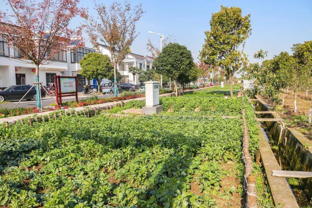 "微"改造后,更方便!_菜园_村民_农村