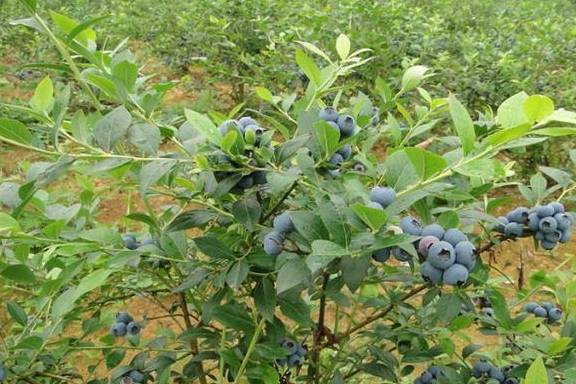 自己種藍莓,花期多曬曬太陽,結出的果實又大又甜_水果_土壤_種植