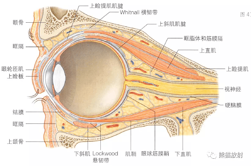 角膜的组织学结构图9 眼眶腺体解剖图8 眼睛的泪道解剖图7 结膜