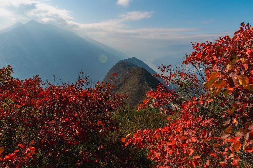 重慶巫山紅葉正當紅 最佳觀賞期將持續到明年1月_三峽_旅遊_景區