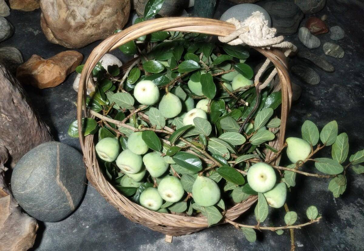 这种果制作出来的凉粉你吃过吗?