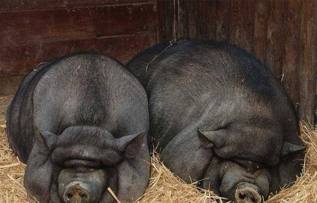 农场中出现"滚山猪",身材像气球,走路全靠滚动