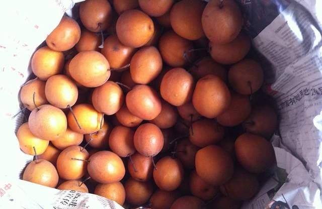 俗称"狗屎梨",名字不好味道却不错,10元一斤泡酒也是一绝_棠梨_食用