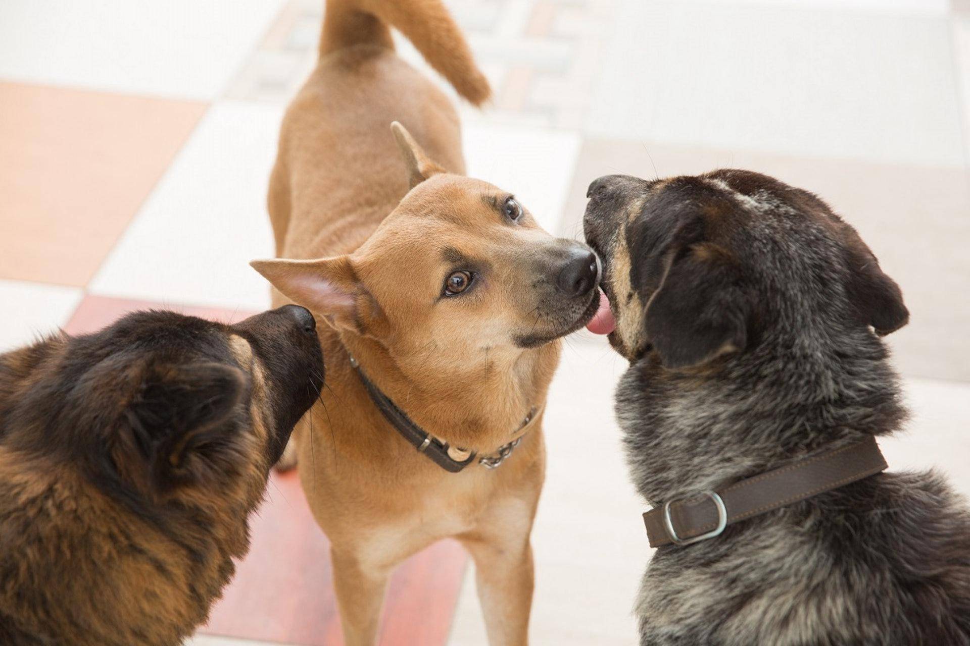 生活在野外的狼时刻都面临着生存危机,基本没有稳定的食物来源,想吃饱