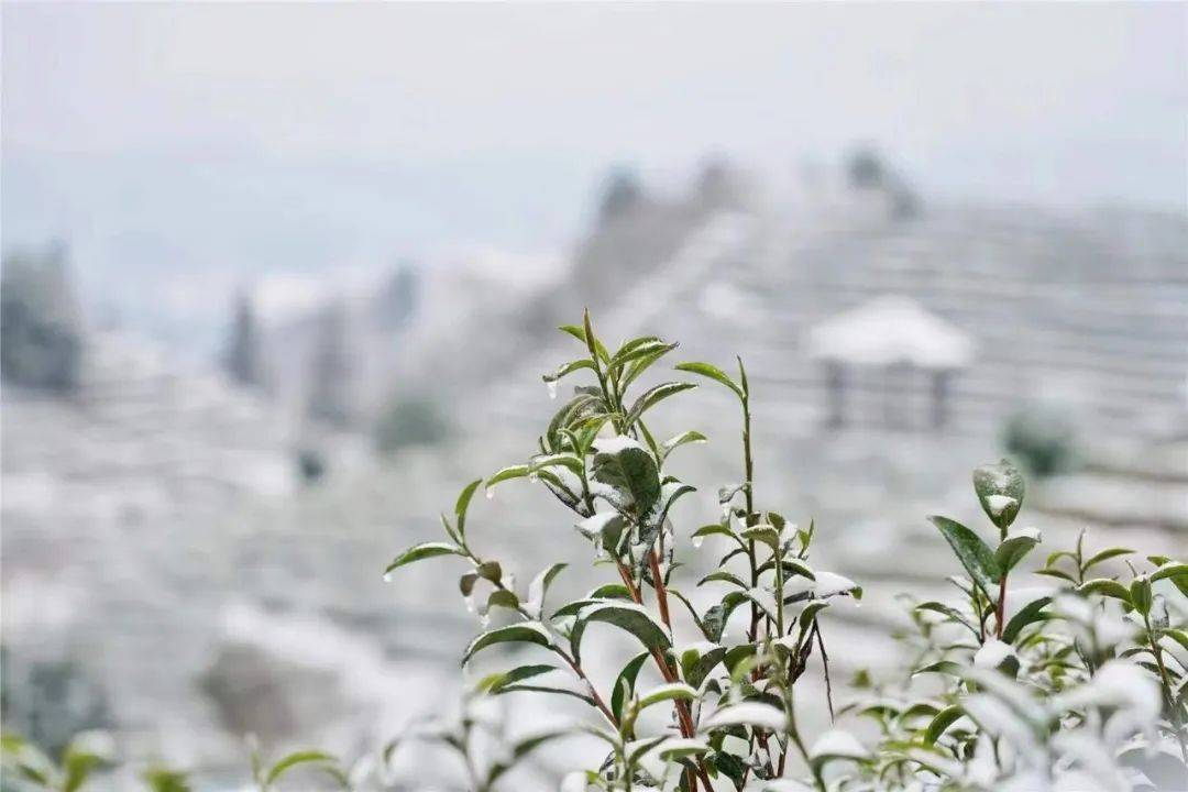 丹寨」的旅行想邀您前来绝美雪景 给您好看~龙泉山雾凇登上央视了哇偶