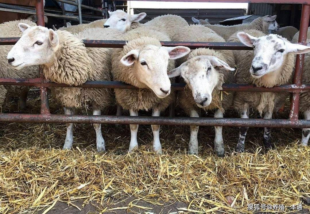 我們要注意粗飼料不能飼餵過量,過量以後羊很容易瘤胃積食和瘤胃脹氣.