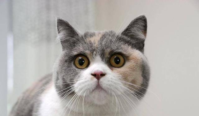 三花猫是公猫还是母猫：这里有最科学的解答_搜狐网