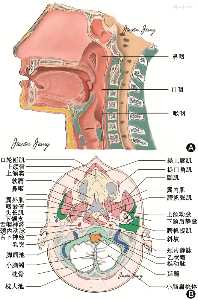 鼻咽癌外科治疗重点号 继续教育园地 | 鼻咽癌向周围侵犯和发展的规律_解剖_鼻腔_神经