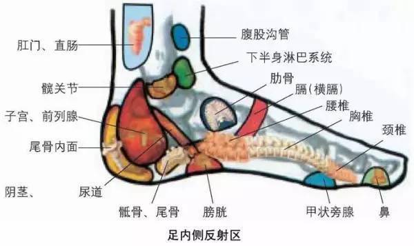 人体全息图，哪里不适按哪里（留着备用）