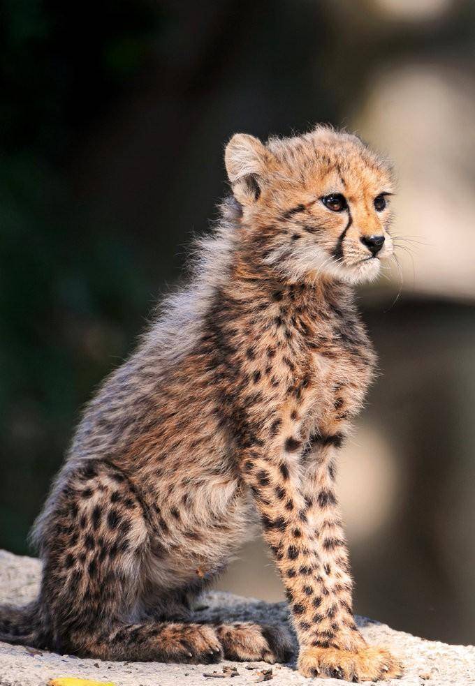 草原速度之王猎豹为何总是委屈巴巴的样子?