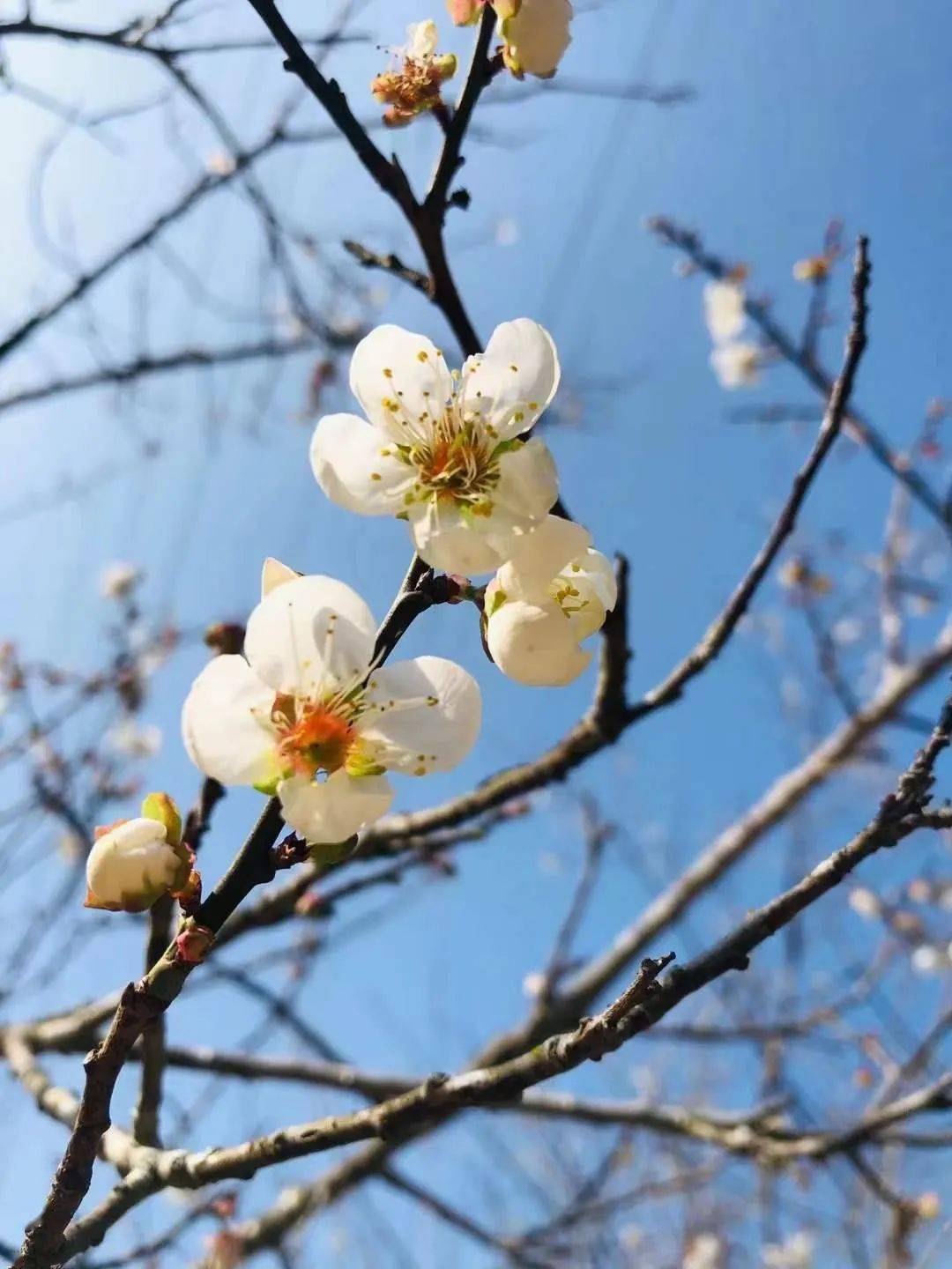 去天露山賞萬畝梅花,暢遊梅溪古鎮,探險無憂谷棧道!_玻璃_項目_青山