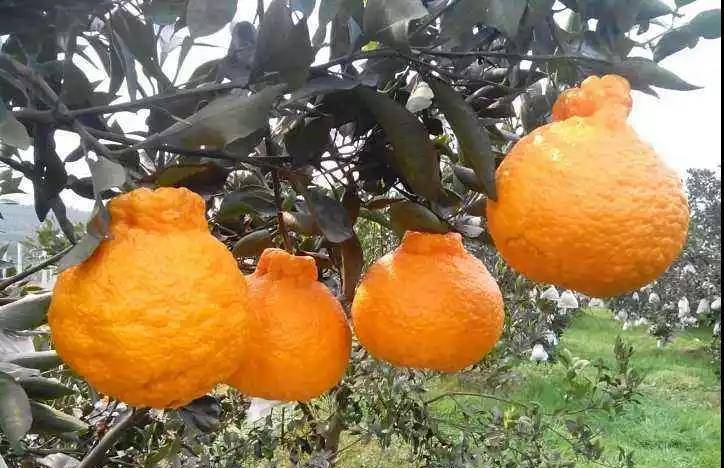 全国宽皮柑橘类品种大盘点,让你知道平时吃的啥品种的柑橘