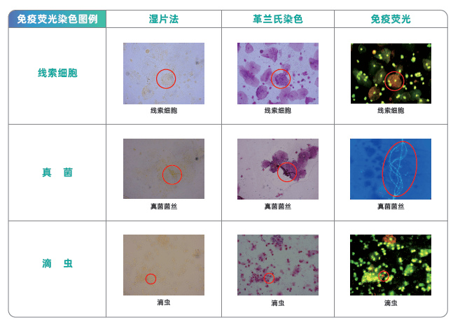 橘皮的分泌腔显微镜图片