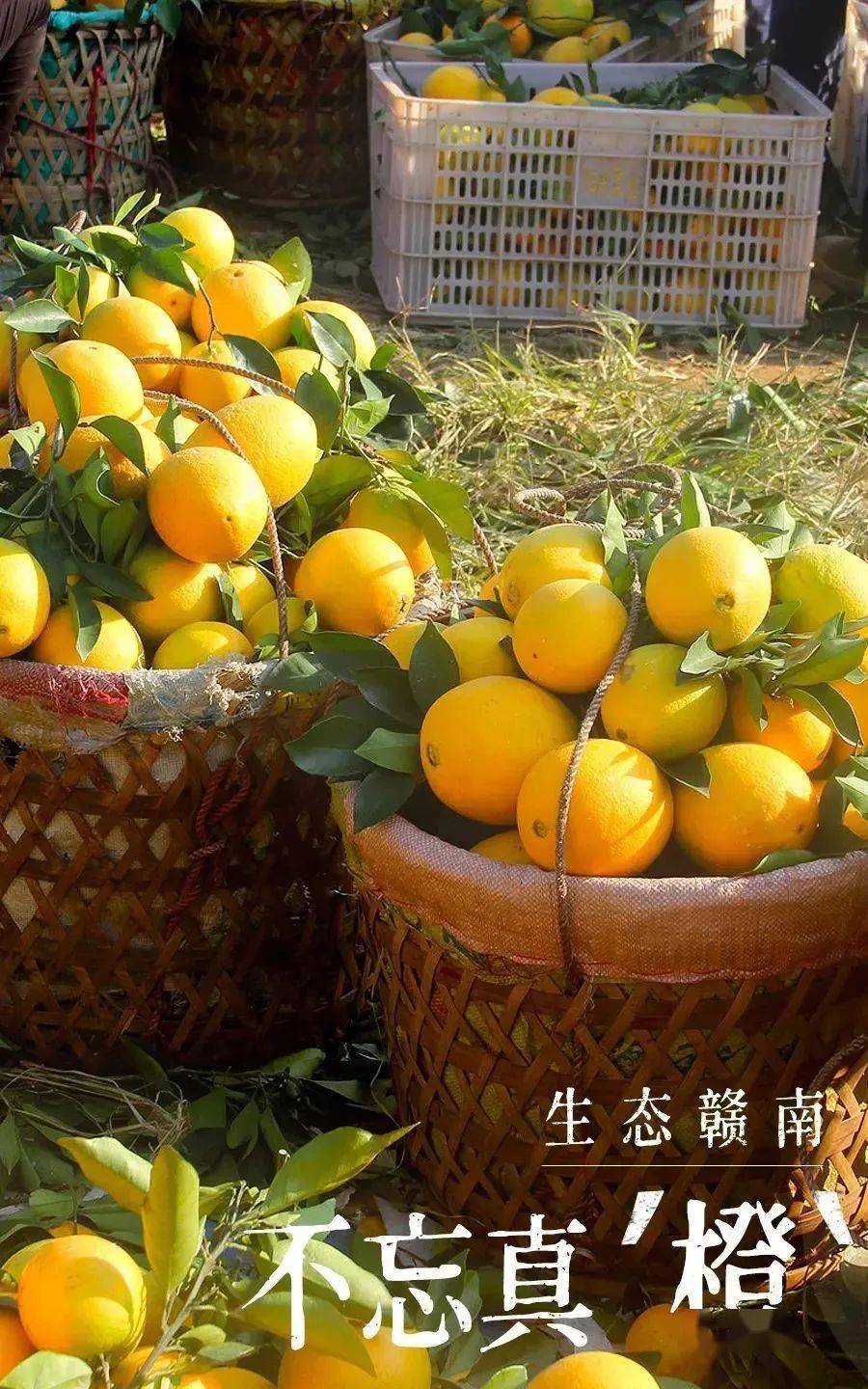 这款水果,诸暨卖疯了!又鲜又甜._赣南_脐橙_橙子